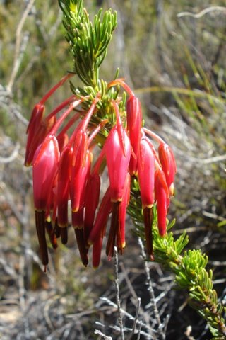Erica plukenetii subsp. plukenetii